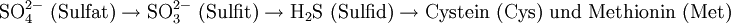 \mathrm{SO_4^{2-} \ (Sulfat) \rightarrow SO_3^{2-} \ (Sulfit) \rightarrow H_2S \ (Sulfid) \rightarrow Cystein \ (Cys) \ und \ Methionin \ (Met)}